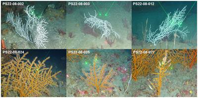 Short-term growth of octocorals Swiftia exserta and Muricea pendula in a mesocosm